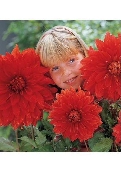 Büyük İri Çiçekli Babylon Red Dahlia Yumrusu (1 Adet)