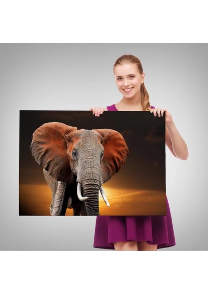 Fil Dekoratif Kanvas Tablo 1167 fırsatları