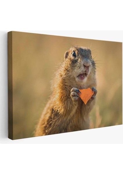 Şaşkın Sincap Dekoratif Kanvas Tablo 1158