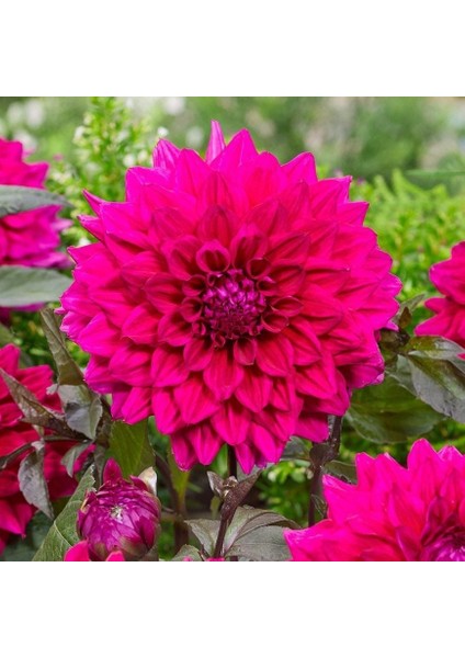 Büyük İri Çiçekli Engelhardt's Matador Dahlia Yumrusu (1 Adet)