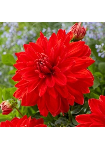 Büyük İri Çiçekli Red Neo Dahlia Yumrusu (1 Adet)