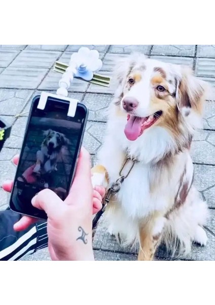 Ödül Maması Tutacağı , Kedi Köpek Selfie Çubuğu