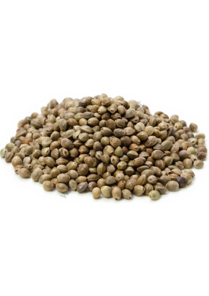 Kendir Tohumu 500 gr fiyatları