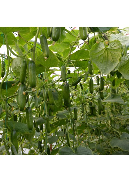 Yegan F1 Sırık Silor Hibrit Hıyar Tohumu 500 Adet