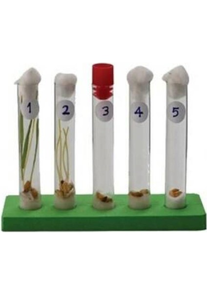 Çimlenme Deney Seti 1 Paket Kontrollü Çimlenme Deney Seti 5 Adet Deney Tüpü Tıpa Deney Tüp Standı Tohum modelleri