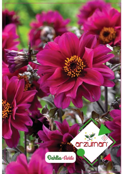 Dahlia ( Paketteki Tohum Sayısı 30 )
