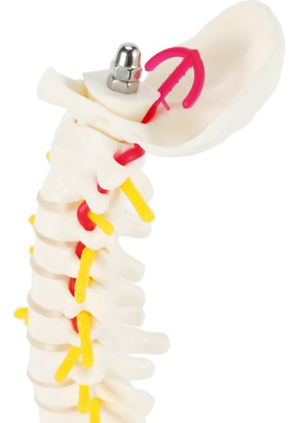 45 cm Esnek 1:1 Yetişkin Lomber Viraj Omurga Modeli Insan Iskelet Modeli Omurga Disk Pelvis Modeli Masaj Için Kullanılan, Yoga (Yurt Dışından)