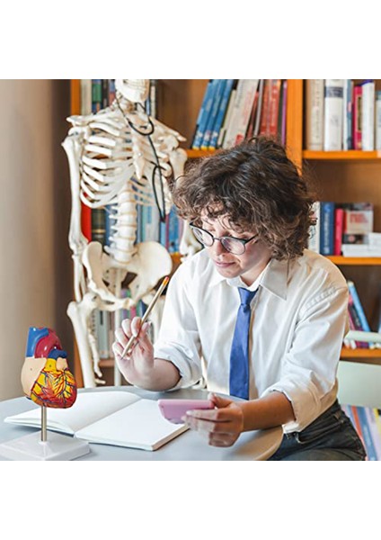 Kalp Modeli, 2 Parçalı Lüks Gerçek Boyutta Insan Kalbi Modeli Anatomisi, 34 Anatomik Yapı, Anatomik Kalp (Yurt Dışından)