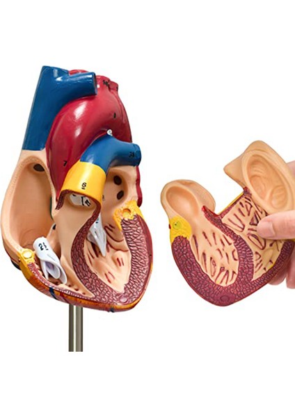 Kalp Modeli, 2 Parçalı Lüks Gerçek Boyutta Insan Kalbi Modeli Anatomisi, 34 Anatomik Yapı, Anatomik Kalp (Yurt Dışından)