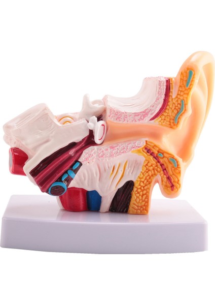 Merkezi ve Dış Kulakların Organ Yapısını Gösteren 1.5 Kez Insan Kulak Anatomisi Modeli Öğretim Malzemeleri (Yurt Dışından)