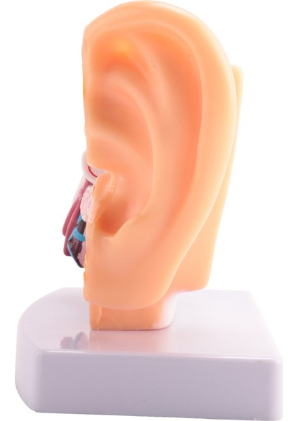 Merkezi ve Dış Kulakların Organ Yapısını Gösteren 1.5 Kez Insan Kulak Anatomisi Modeli Öğretim Malzemeleri (Yurt Dışından)