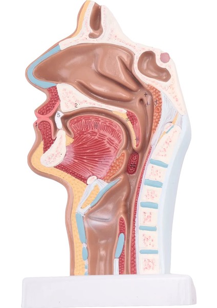 Fen Sınıfı Çalışması Ekran Öğretim Modeli Için Insan Anatomik Burun Boşluğu Boğaz Anatomisi Modeli (Yurt Dışından)