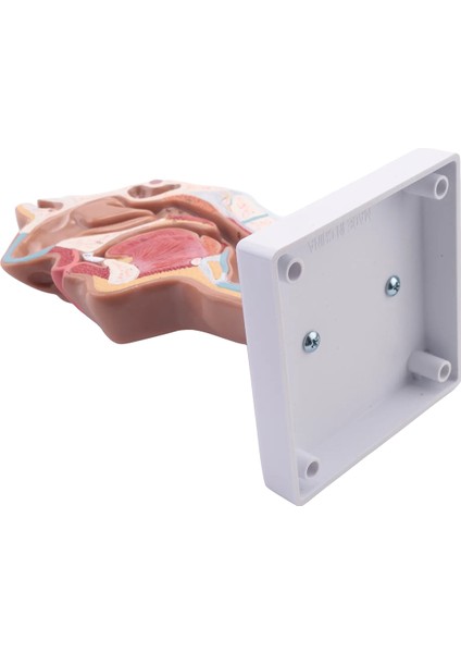 Fen Sınıfı Çalışması Ekran Öğretim Modeli Için Insan Anatomik Burun Boşluğu Boğaz Anatomisi Modeli (Yurt Dışından)