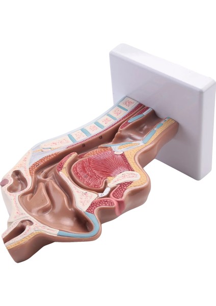 Fen Sınıfı Çalışması Ekran Öğretim Modeli Için Insan Anatomik Burun Boşluğu Boğaz Anatomisi Modeli (Yurt Dışından)