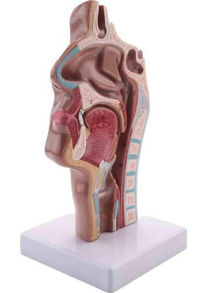 Fen Sınıfı Çalışması Ekran Öğretim Modeli Için Insan Anatomik Burun Boşluğu Boğaz Anatomisi Modeli (Yurt Dışından)