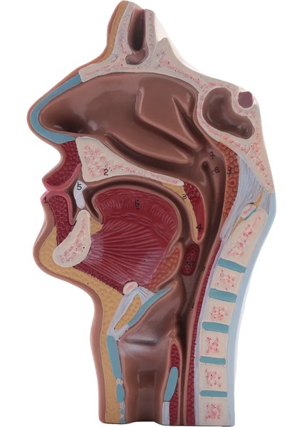 Fen Sınıfı Çalışması Ekran Öğretim Modeli Için Insan Anatomik Burun Boşluğu Boğaz Anatomisi Modeli (Yurt Dışından)