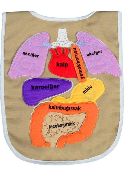Eğitici Organ Önlüğü