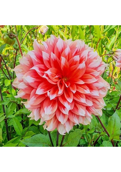 Büyük Dev Çiçekli Holland Festival Dahlia Yumrusu (1 Adet)
