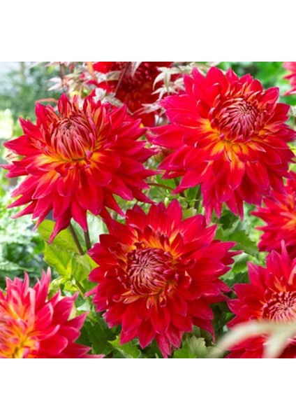 Büyük Dev Çiçekli Manhattan Island Dahlia Yumrusu (1 Adet)