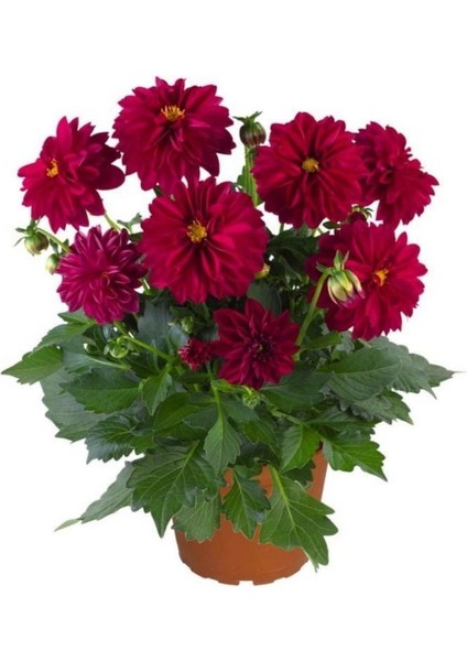 Katmerli İri Çiçekli Power Burgundy Yıldız Dahlia Çiçeği Fidesi (2 Adet)