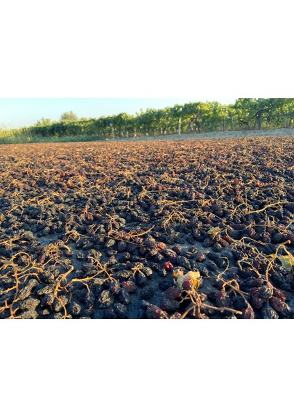 Çekirdekli Siyah Üzüm (Işlem Görmemiş) 1kg modelleri