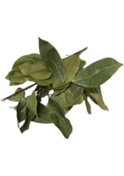 Defne Yaprağı 25 gr