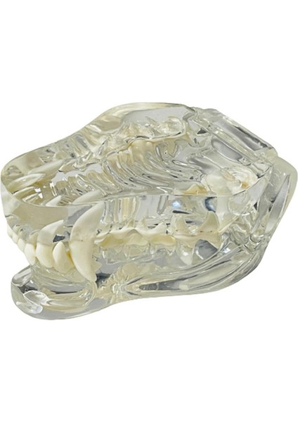 Şeffaf Köpek Dişleri Anatomik Modeli Köpek (Yurt Dışından)
