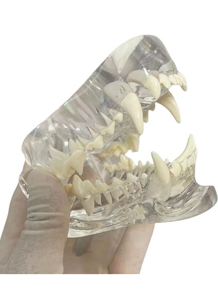 Şeffaf Köpek Dişleri Anatomik Modeli Köpek (Yurt Dışından) fiyatları