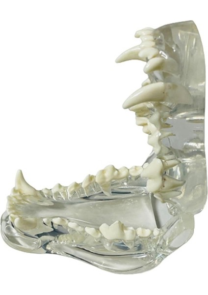 Şeffaf Köpek Dişleri Anatomik Modeli Köpek (Yurt Dışından) fırsatları