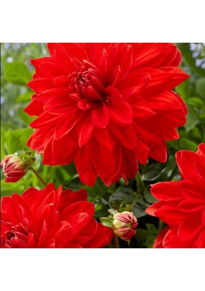Aynı Sene Çiçek Açar Dev Çiçekli Red Neo Dahlia Yumrusu (1 Adet)