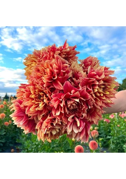 Aynı Sene Çiçek Açar Dev Çiçekli Dazzling Sun Çiçekli Dahlia Yumrusu (1 Adet)