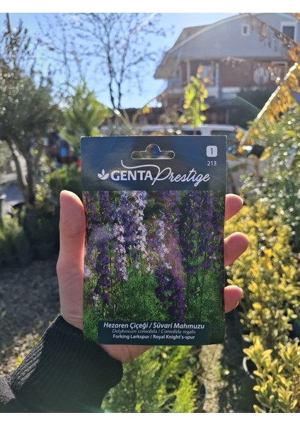 Prestige Hazeran Çiçeği / Suvari Mahmuzu, Delphinium, Consolida Regalis
