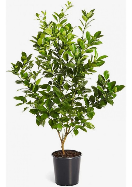 Mayer Limon Fidanı(Yediveren) - 3 Yaş Aşılı ve Tüplü 100-150 cm