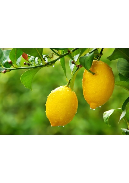 Mayer Limon Fidanı(Yediveren) - 3 Yaş Aşılı ve Tüplü 100-150 cm