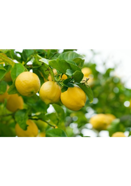 Mayer Limon Fidanı(Yediveren) - 3 Yaş Aşılı ve Tüplü 100-150 cm