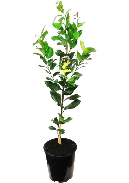 Mayer Limon Fidanı(Yediveren) - 3 Yaş Aşılı ve Tüplü 100-150 cm