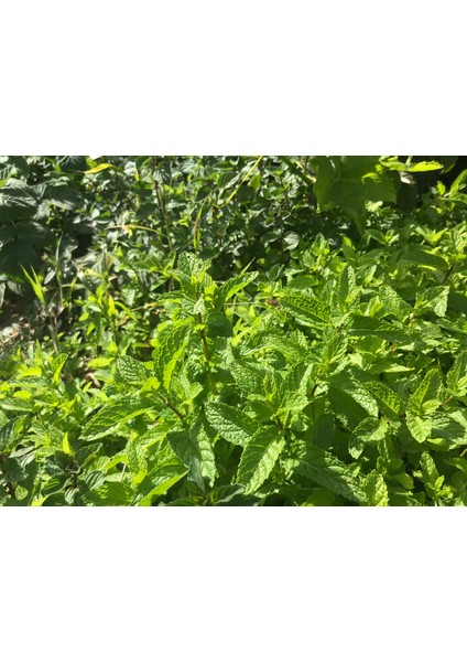 Moroccan Mint 50gr | Geleneksel Fas Nanesi Çayı | Spearmint & Peppermint & Gunpowder Yeşil Çay fiyatları