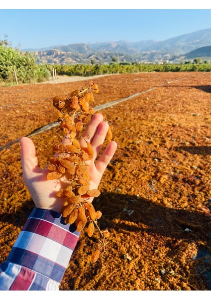 Manisa Çekirdeksiz Kuru Üzümü 500GR fiyatları