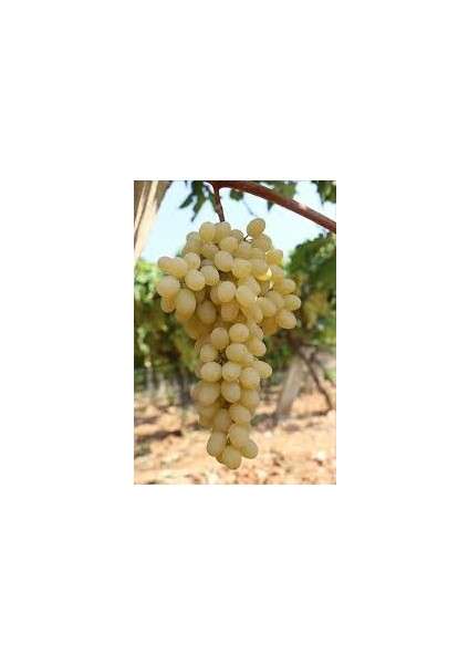 Manisa Çekirdeksiz Kuru Üzümü 500GR modelleri