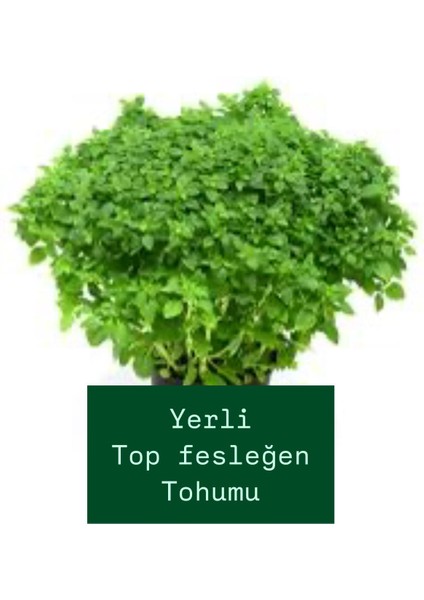 Top Fesleğen 20 Adet Tohum