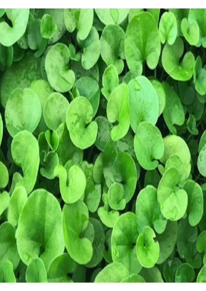 Dichondra Repens Fare Kulağı Çim Tohumu 500 gr