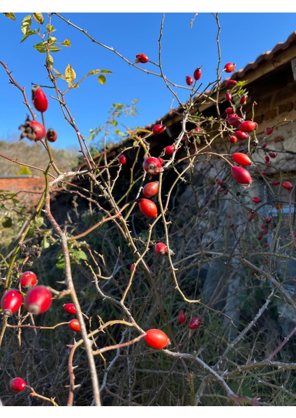 Kuşburnu Tohumu 20ADET
