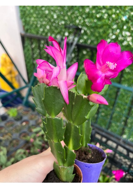 Yılbaşı Çiçeği Pembe ve Fuşya 2li Ürün