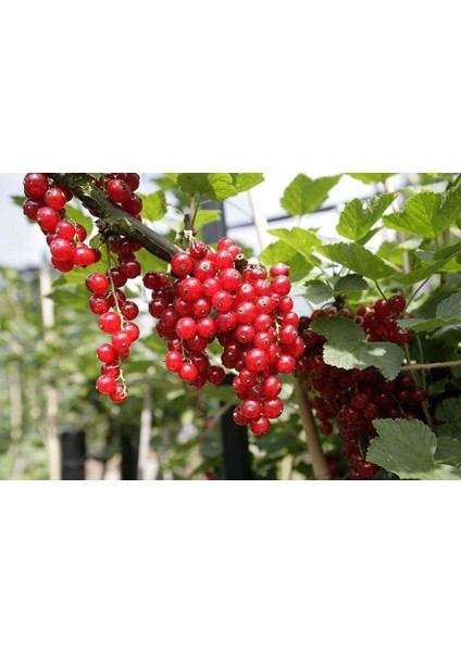 Kırmızı Frenk Üzümü Fidanı 3 Adet fiyatları