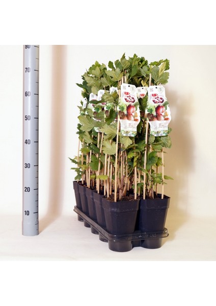 Kırmızı Frenk Üzümü Fidanı 3 Adet fırsatları