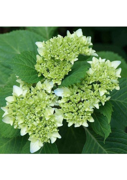 Saksıda Beyaz Ortanca Fidanı 10-20 cm fiyatları