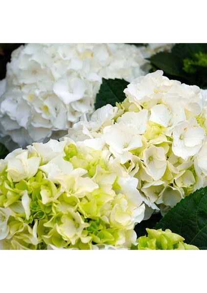 Saksıda Beyaz Ortanca Fidanı 10-20 cm modelleri