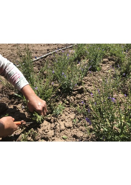 Skullcap (Kaside) Çayı 50 gr | Scutellaria Galericulata modelleri