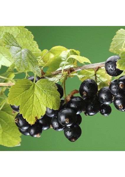 Siyah Frenk Üzümü Fidanı 2 Adet