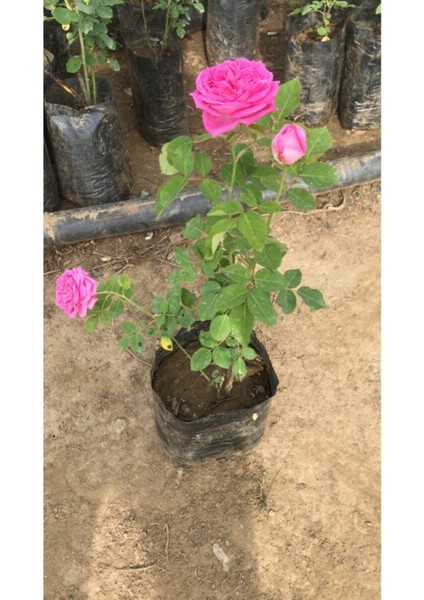 Gerçek Isparta Gülü Fidanı 10-20 cm